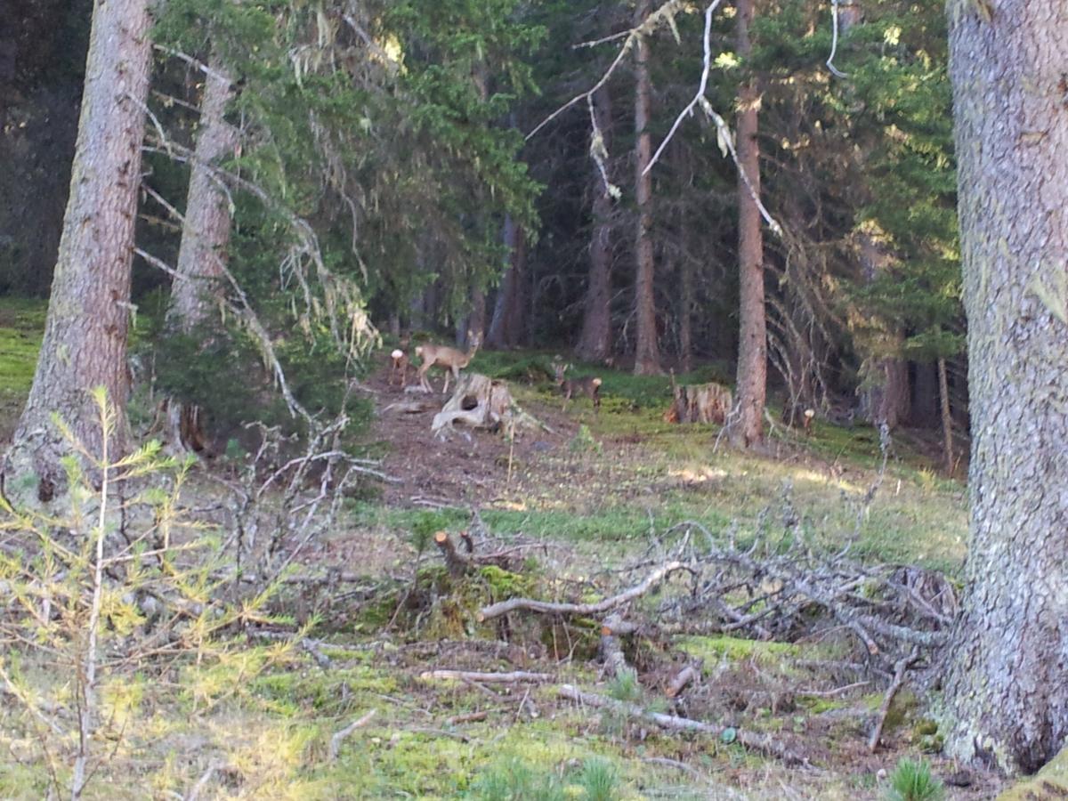 Gasthof Waldruhe Solda Eksteriør bilde
