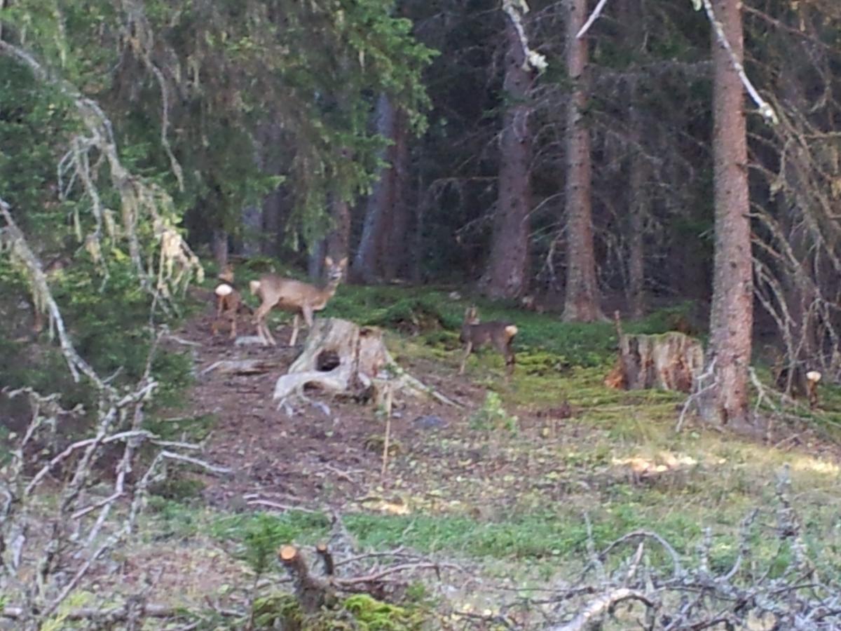 Gasthof Waldruhe Solda Eksteriør bilde